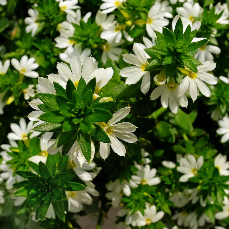 Bakker Scaevola blanc fleur balcon pot Ø 10.5cm blanche