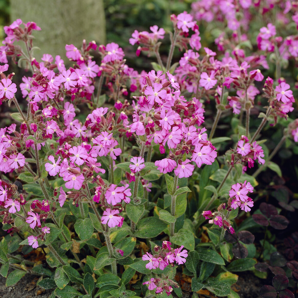 Bakker Silène dioïque Dioica vivace rose pot 9cm