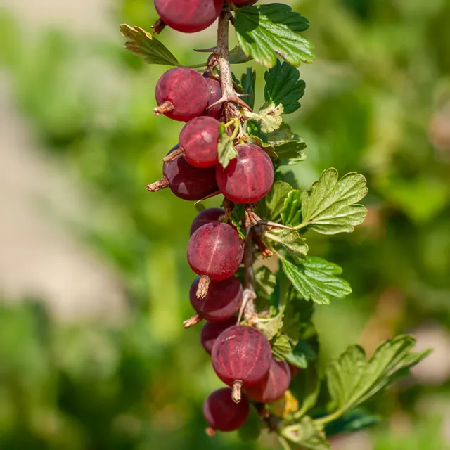 Bakker Groseillier Winham's Industry fruitier 2 racines nues