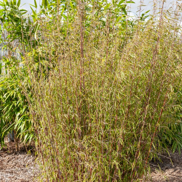 Bakker Bambou cannes rouges non-traçant pot 1,5L 40cm