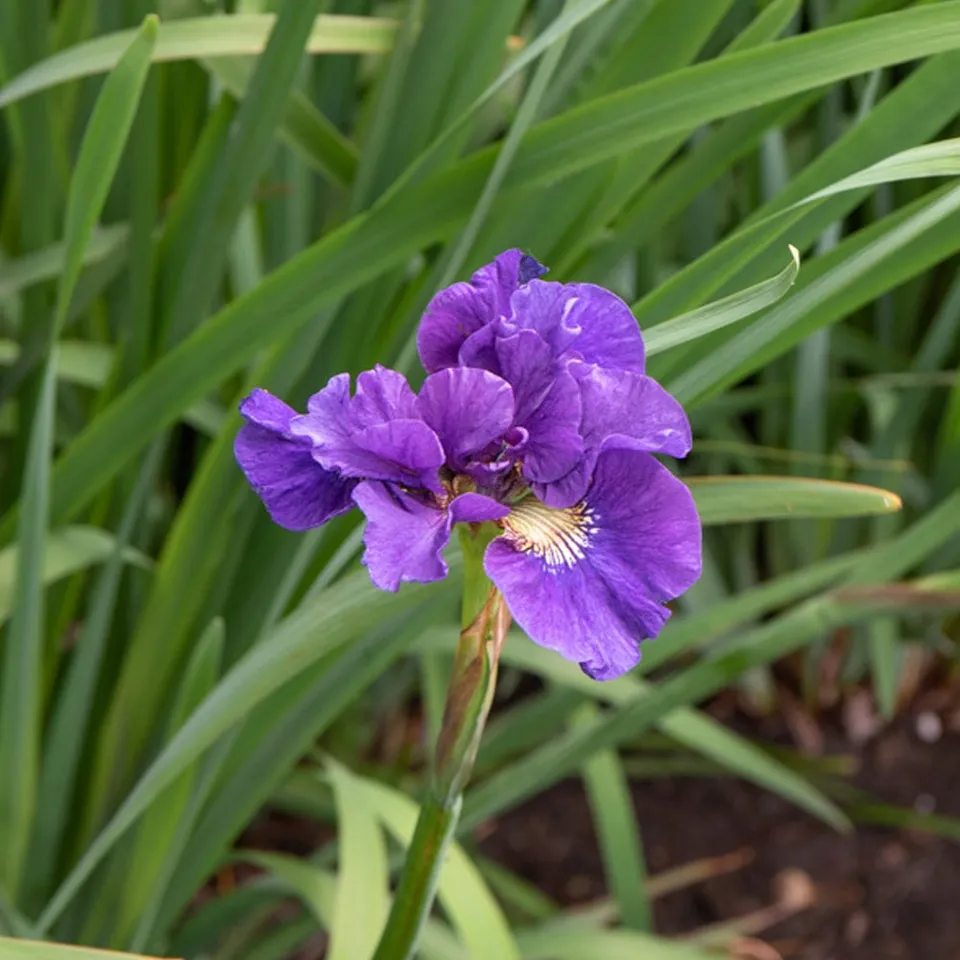 Bakker Iris sibirica Kaboom vivace violette pot Ø 11cm