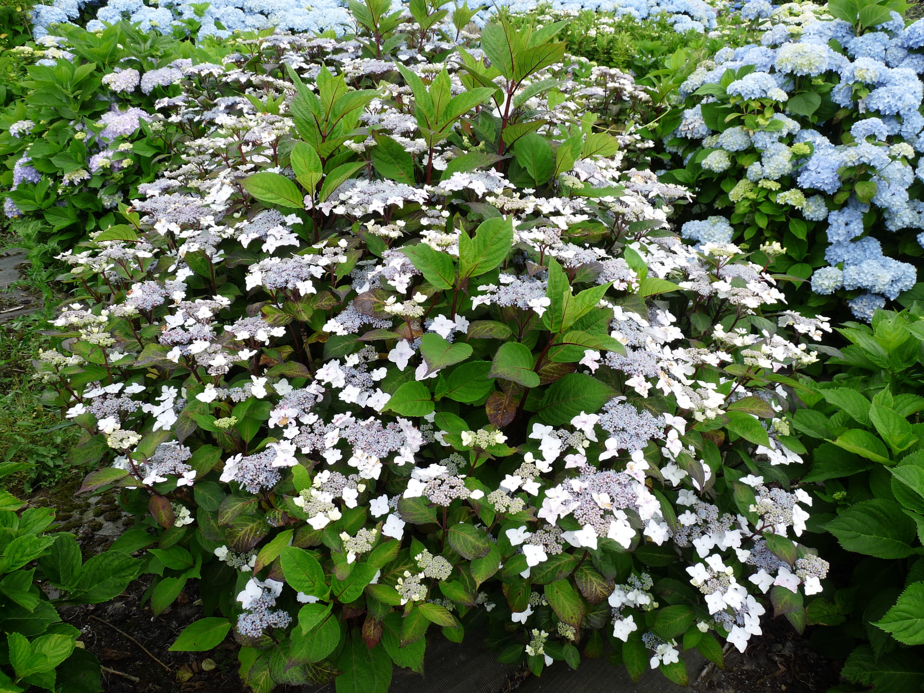Les Hortensias du Haut Bois Ramis Pictis hortensia serrata