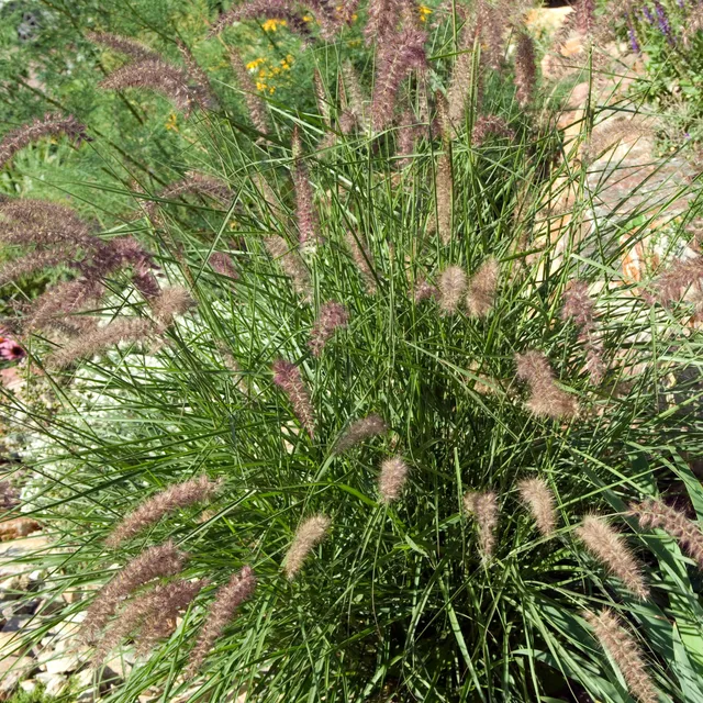 Bakker Plantes Pennisetum orientale pot 8cm graminée rose