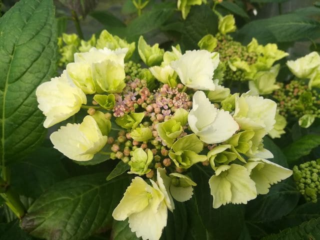 Les Hortensias du Haut Bois Sturton Lace hortensia plat