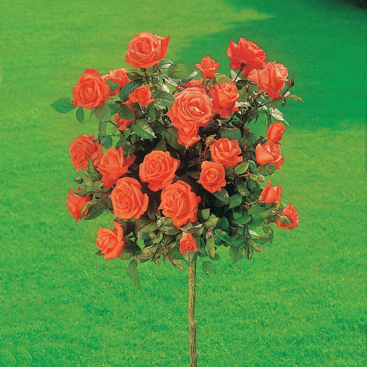 Bakker Rosiers Ramona Korbin Osiria tige lot 3 racines nues