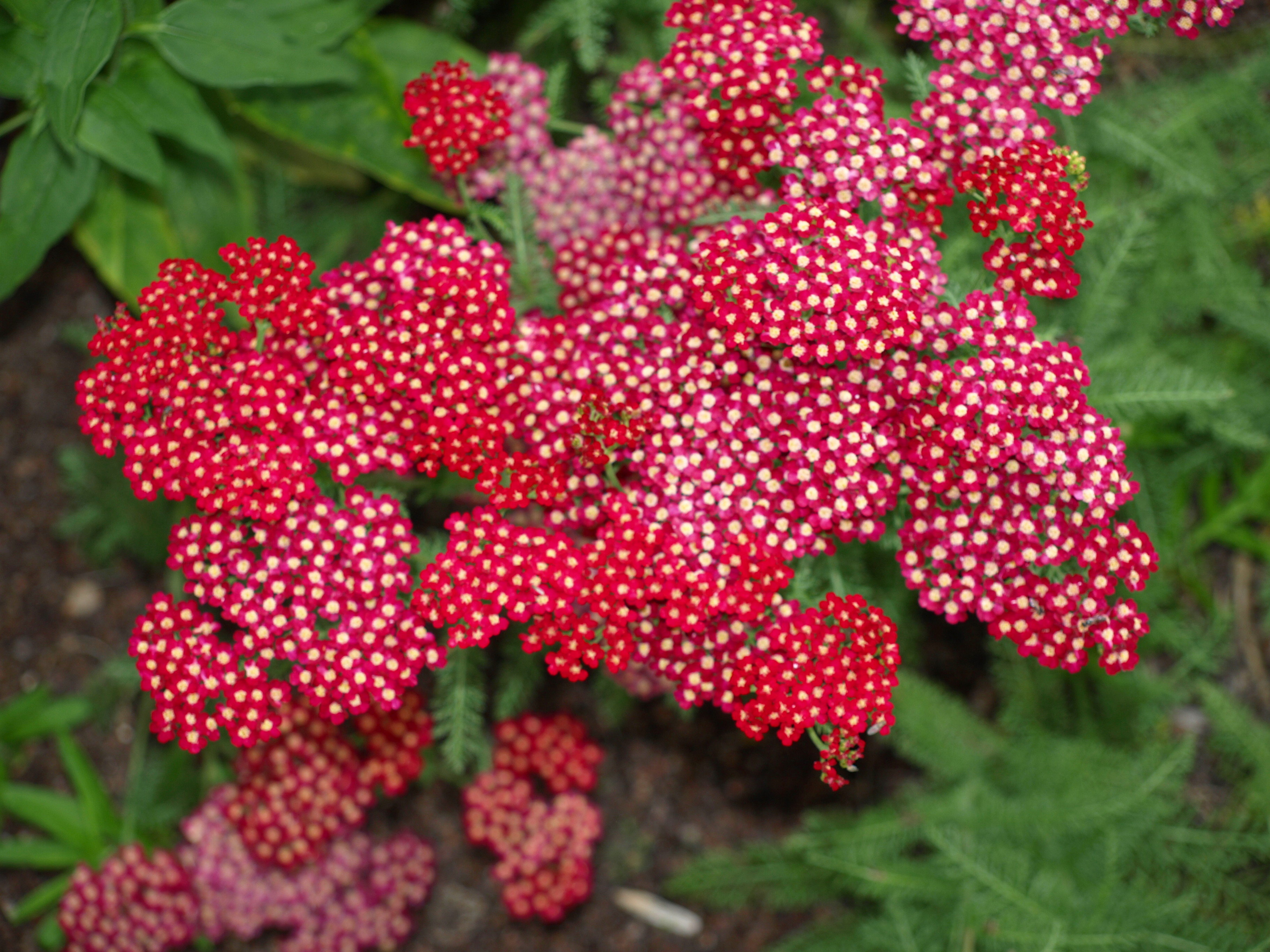 Passion Vivaces Achillea Petra achillée millefeuille plante de jardin