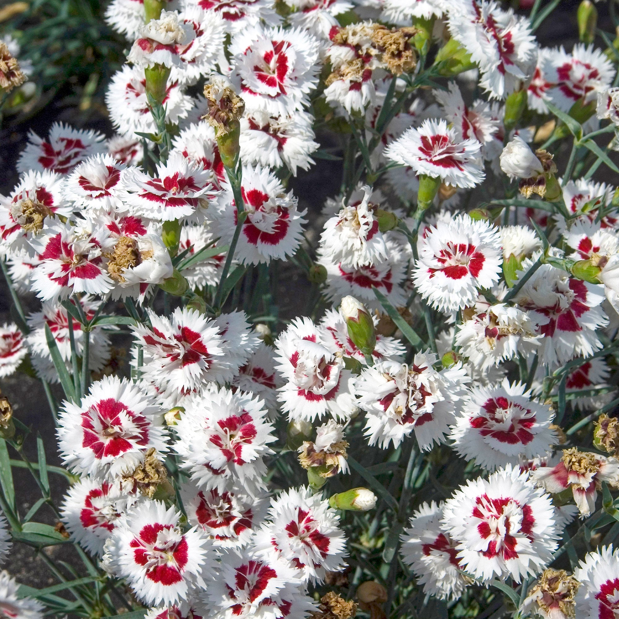 Bakker Œillet spiculifolius lot 2 pots 9cm fleurs parfumées