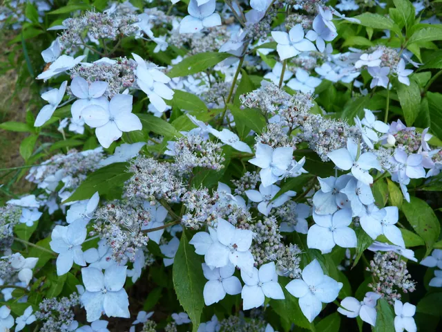 Les Hortensias du Haut Bois Wilsonii hortensia serrata mi-ombre