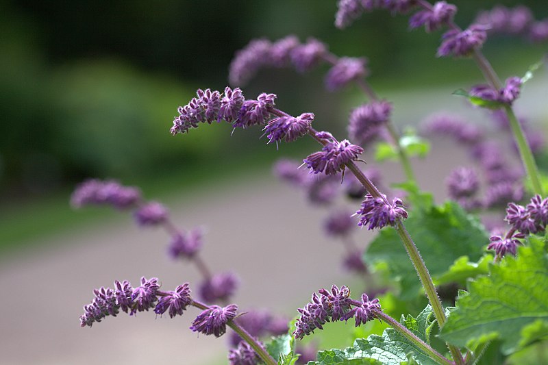 Passion Vivaces Salvia Purple Rain sauge pot 1 litre violet pourpre