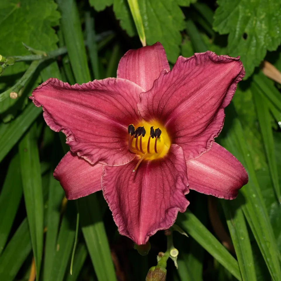 Passion Vivaces HEMEROCALLIS Summer Wine vivace pot 1L violet