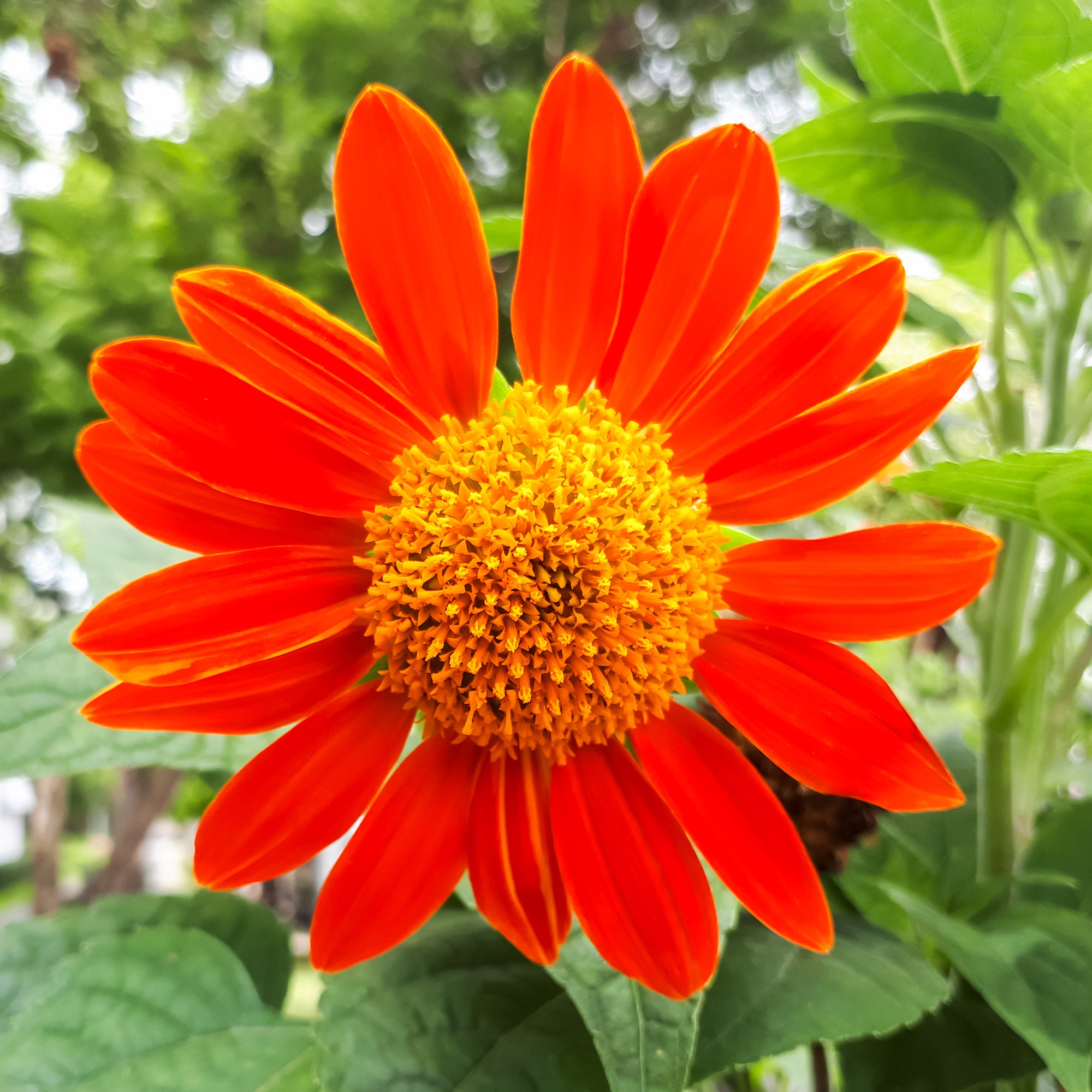 Bakker Potager et Graines Tournesol du Mexique Torch graines 1g orange