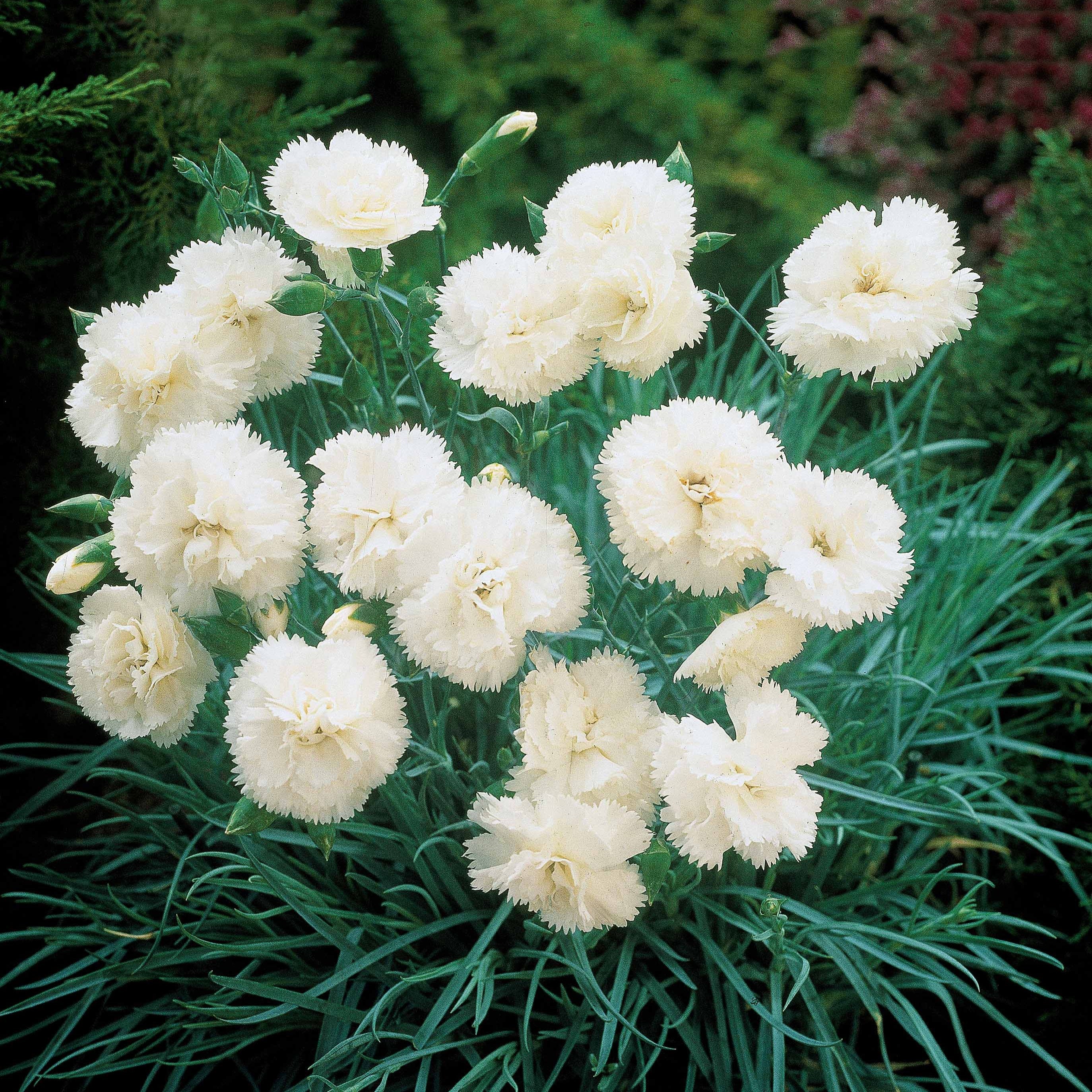 Bakker Œillet Grenadin White plante terrasse 2 pots 9cm blanc