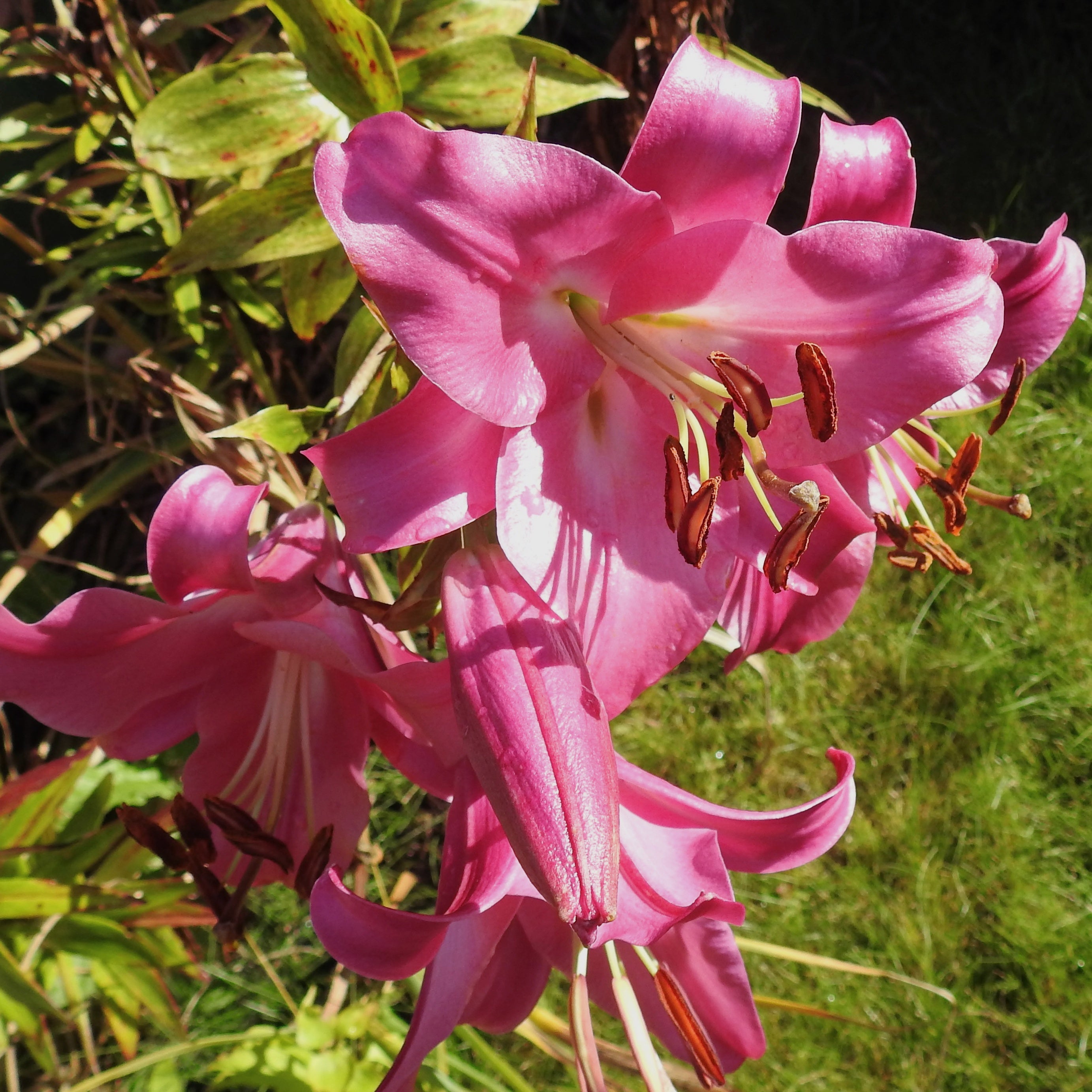 Bakker Pink Perfection lis trompette rose 3 bulbes