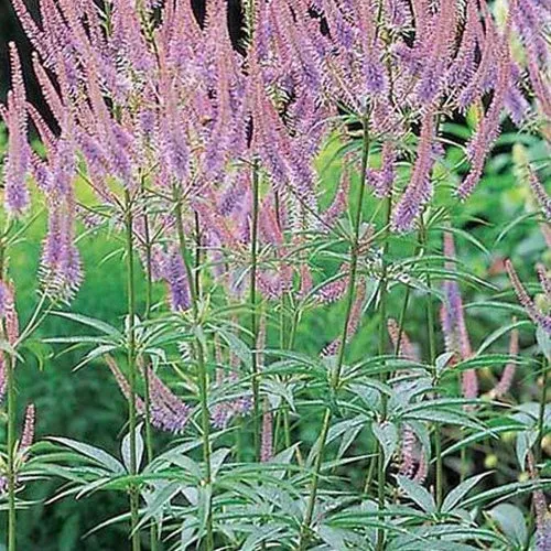 Bakker Plantes vivaces Véronique Green Tip vivace pot 9cm rose
