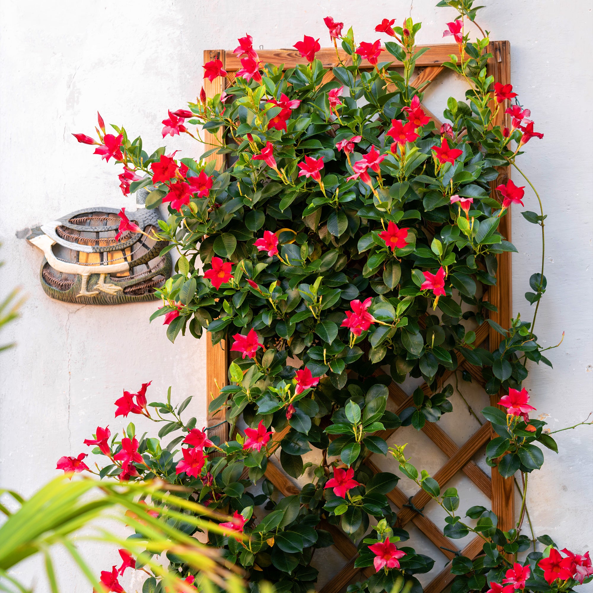 Bakker Dipladénia rouge Mandevilla pot 10,5cm floraison mai-oct
