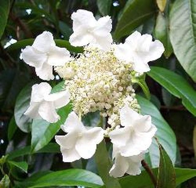 Les Hortensias du Haut Bois Seemanii hortensia grimpant persistant