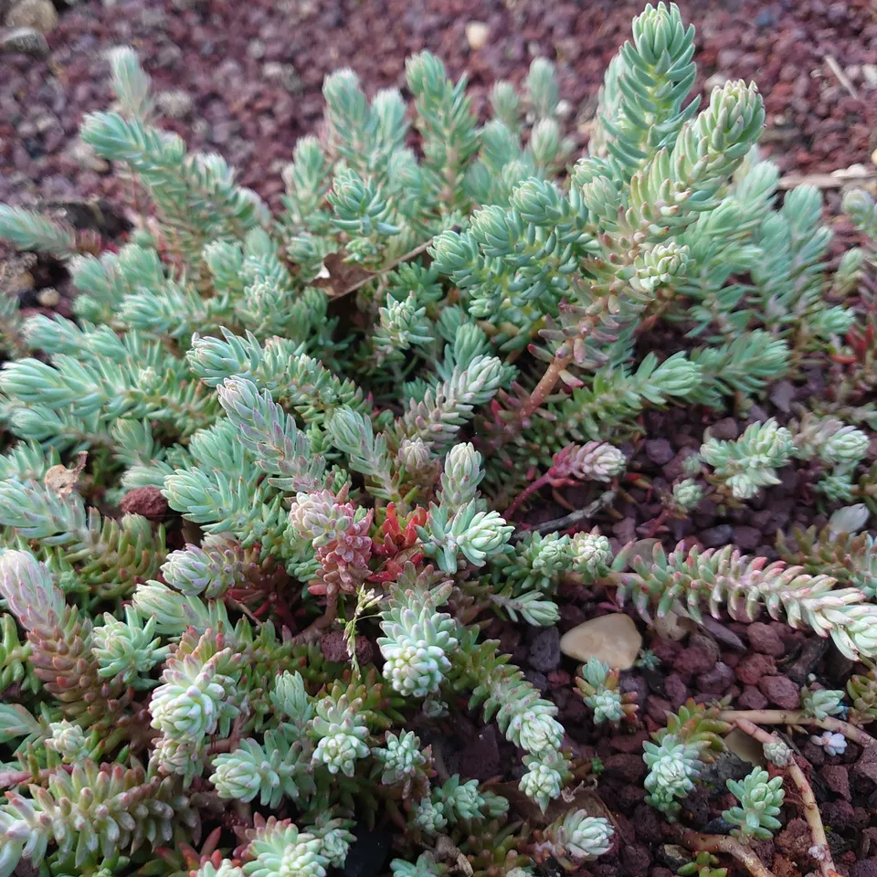 Passion Vivaces Sedum ochroleucum orpin pot 1 litre jaune citron