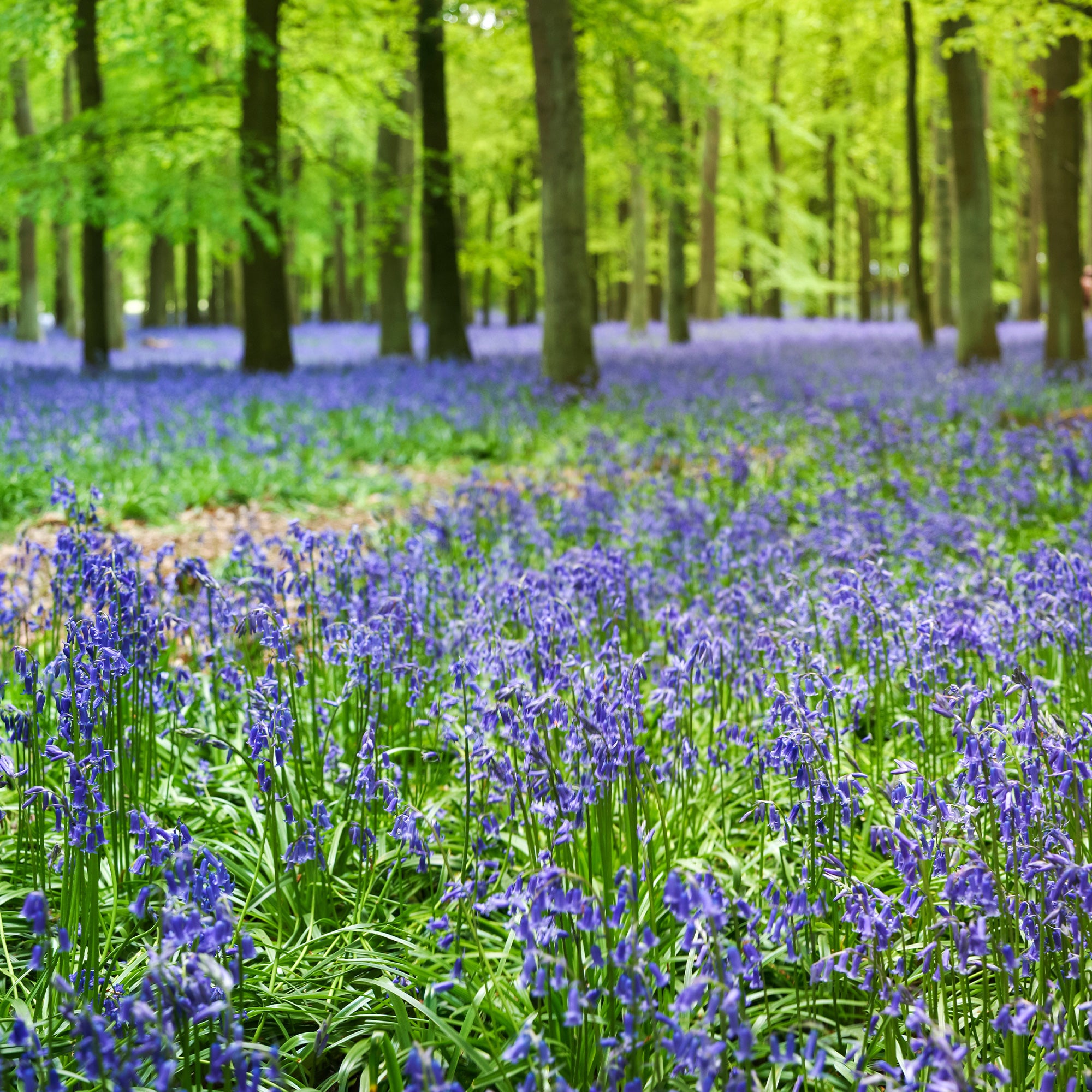 Bakker Jacinthe des bois bleue bulbe sachet 10 ombre