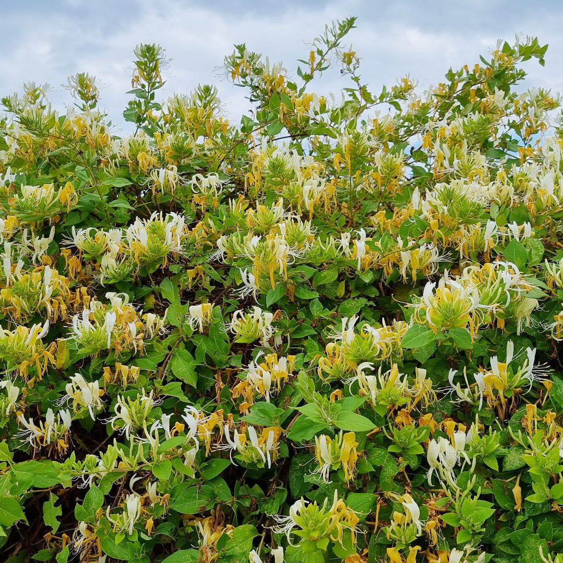 Bakker Chèvrefeuille Hall's Prolific Lonicera pot 1,5L