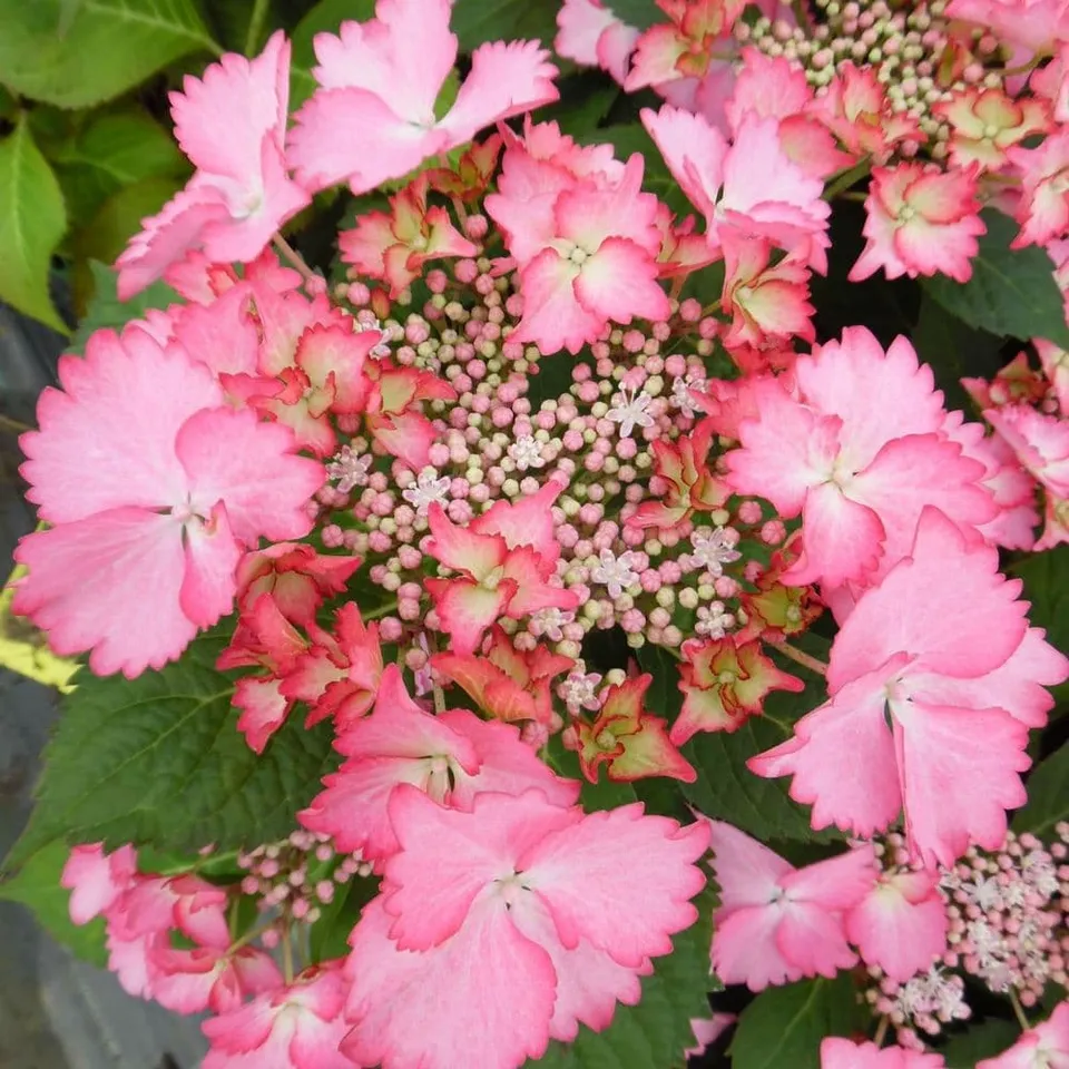Les Hortensias du Haut Bois French Cancan hortensia plat godet