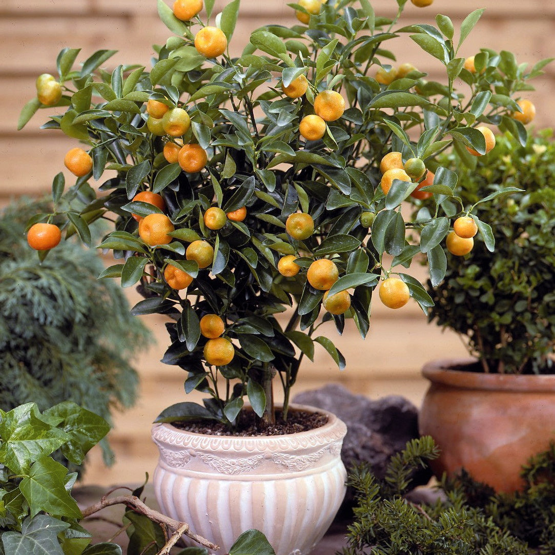 Bakker Calamondin Citrus Mitis Agrume Pot Ø9cm 25-35cm
