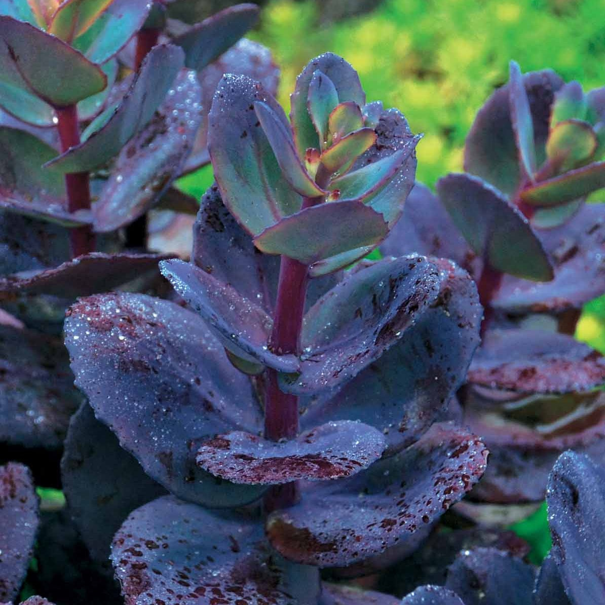 Bakker Sédum Perle bleue vivace rose pot Ø9 cm
