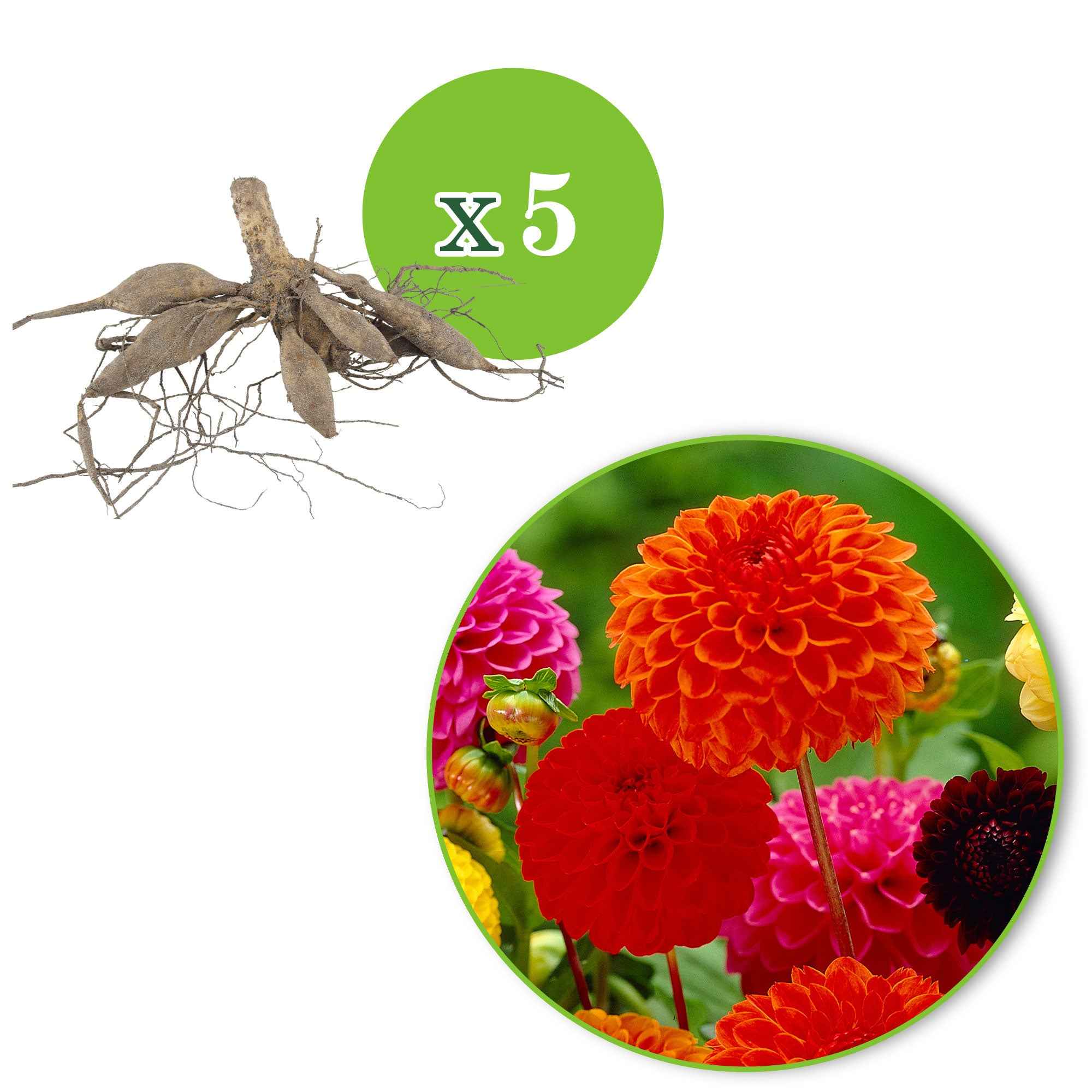 Bakker Dahlia Ball Bio bulbe fleurs sachet 5 mélange