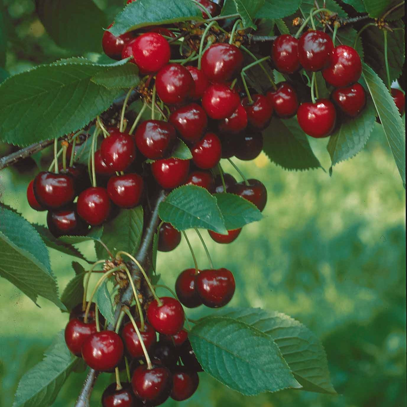 Bakker Sylvia cerisier nain pot 9cm cerises sucrées