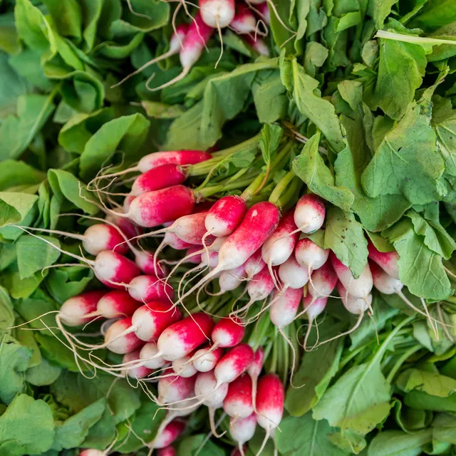 Bakker Potager Radis French Breakfast graines bio 3 g