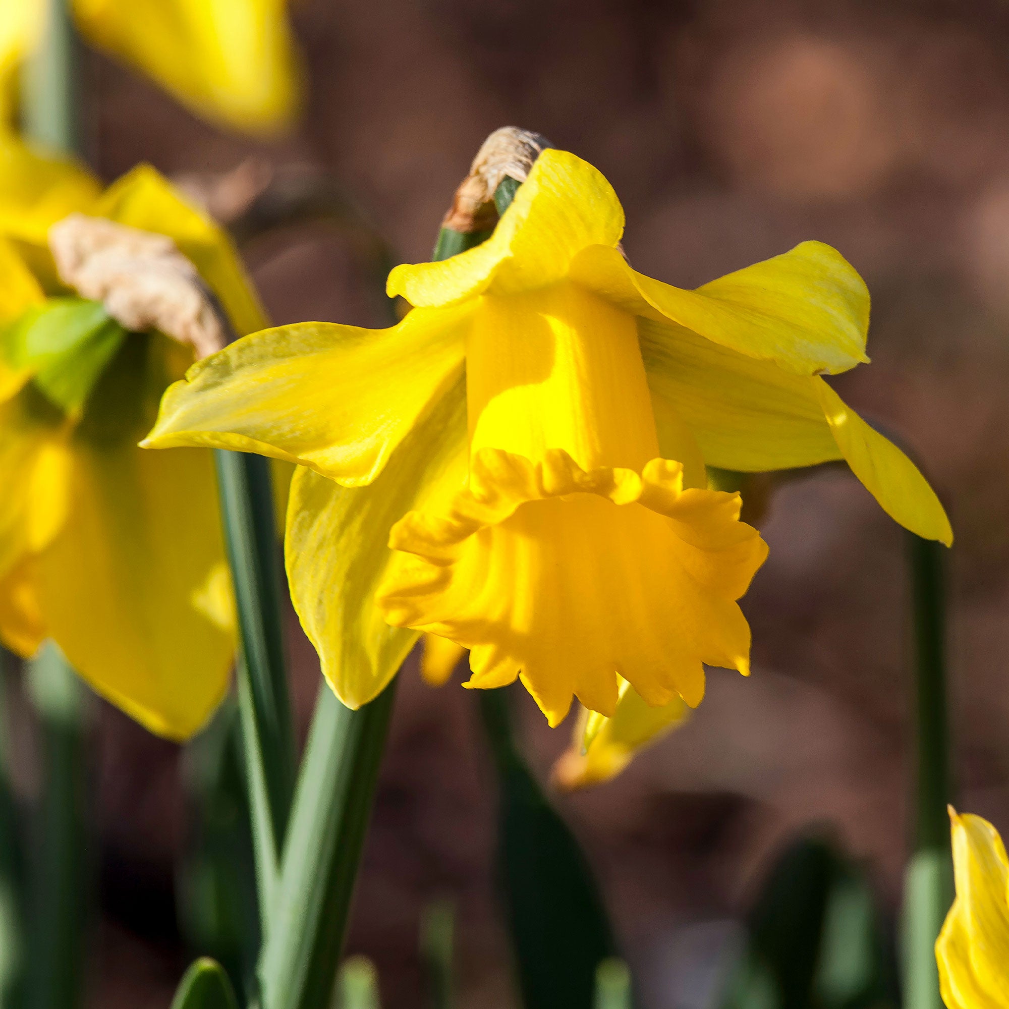 Bakker Narcisses Rijnveld Early Sensation 10 bulbes jaune