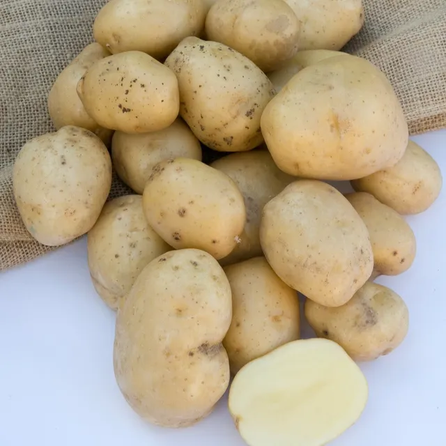 Bakker Bintje pomme de terre 25 plants chair farineuse