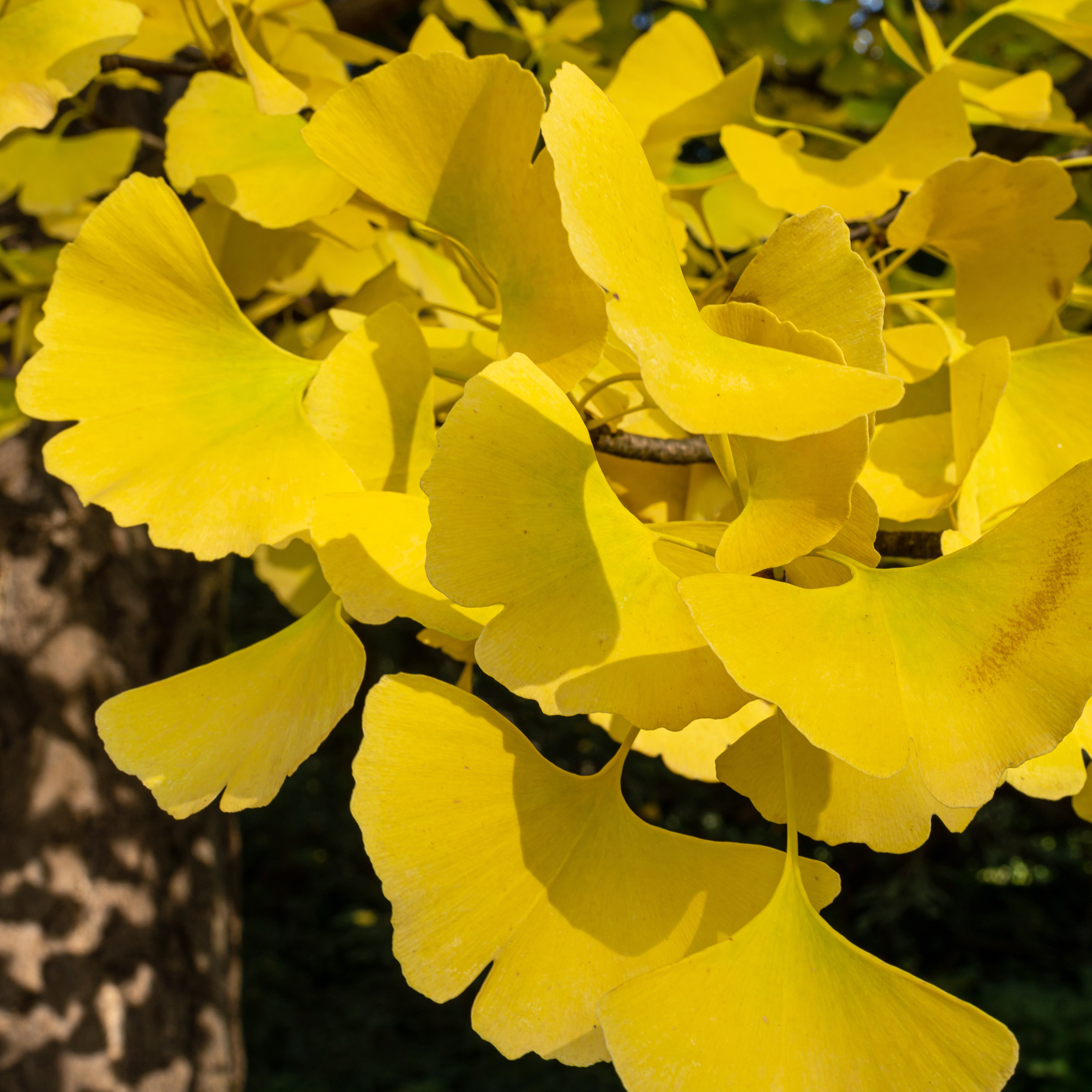 Bakker Ginkgo biloba Blagon pot 1,3L 20-30cm
