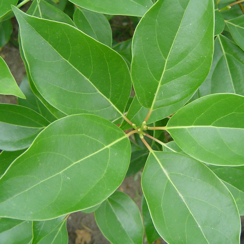 Bakker Camphrier Cinnamomum camphora arbre pot 1L 40-60cm persistant