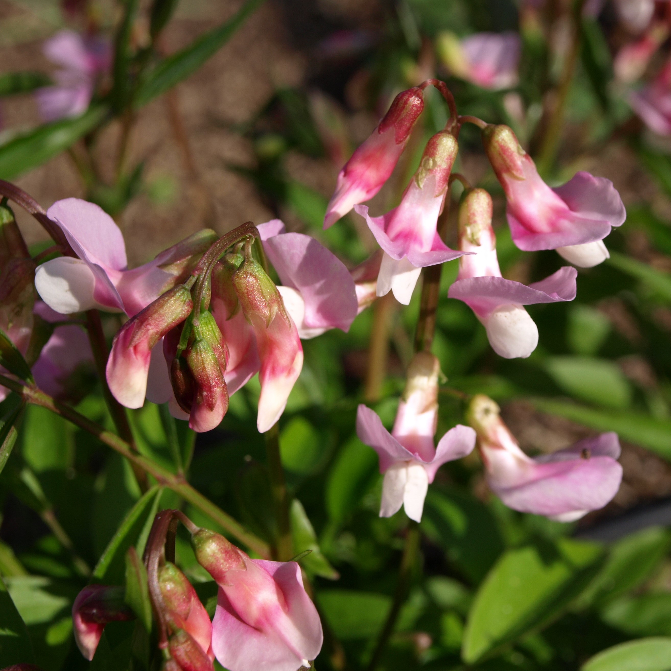 Passion Vivaces Lathyrus vernus Albo Roseus gesse pot 1L rose