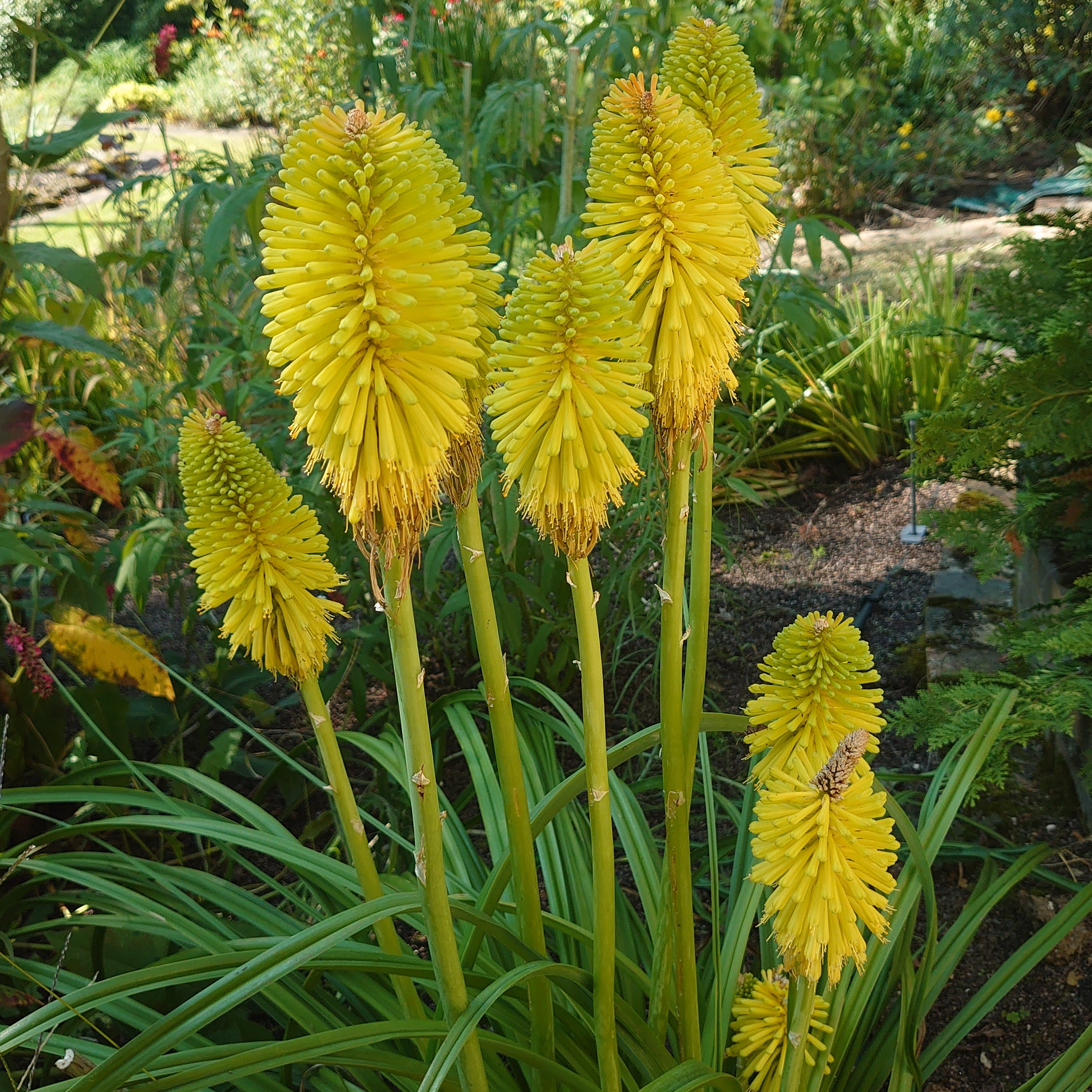 Passion Vivaces Kniphofia Limelight plante vivace pot 1L jaune