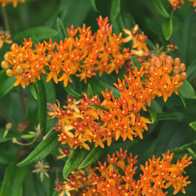 Bakker Asclépiade tubéreuse vivace orange paquet 3 racines