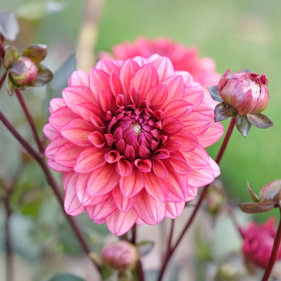 Bakker Bulbes à fleurs Dahlia Night Silence bulbe 1 rose noir