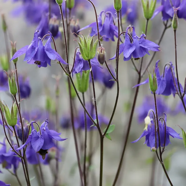 Bakker Ancolie des jardins vivace pot 9cm fleurs violettes