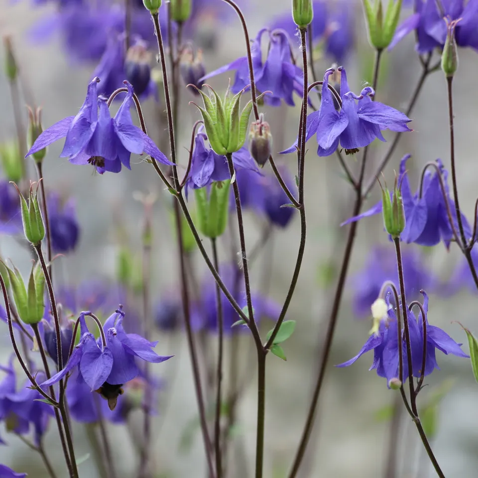 Bakker Ancolie des jardins vivace pot 9cm fleurs violettes