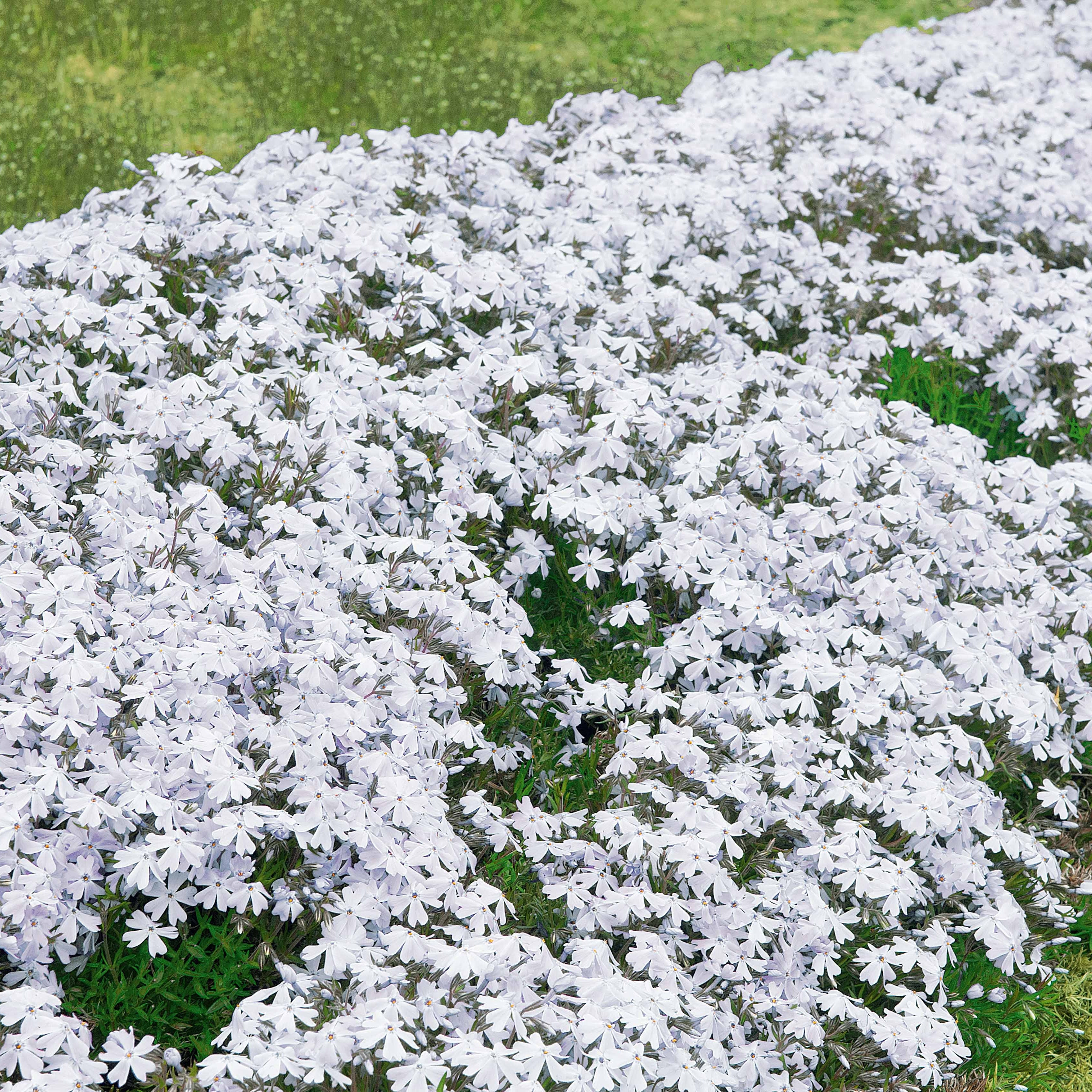 Bakker Phlox mousse blancs couvre-sol 3x 7cm avril-mai