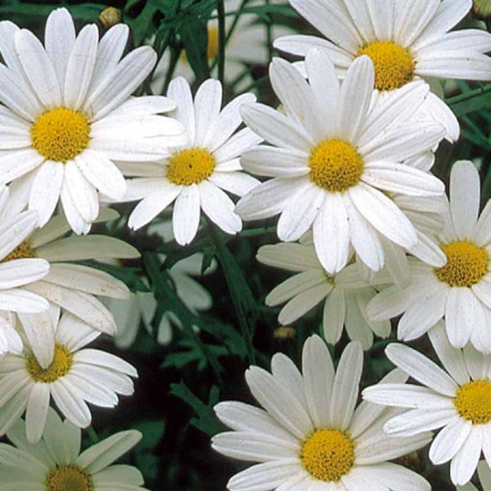 Bakker Alaska chrysanthème des prés marguerite sachet 0,4g blanche