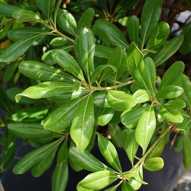 Bakker Pittosporum tobira arbuste pot 2L 25-30cm parfumé