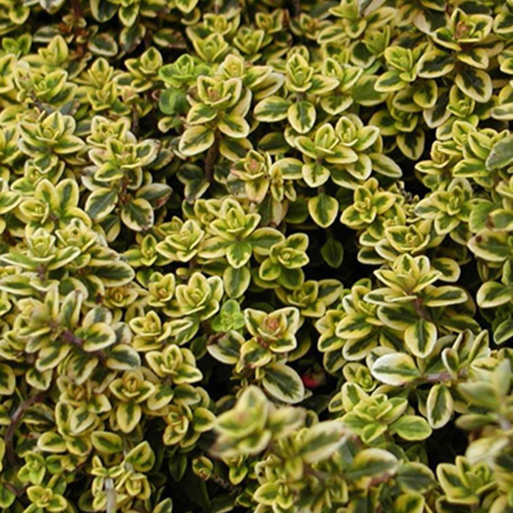 Bakker Thym citron doré vivace pot 8cm aromatique citronné