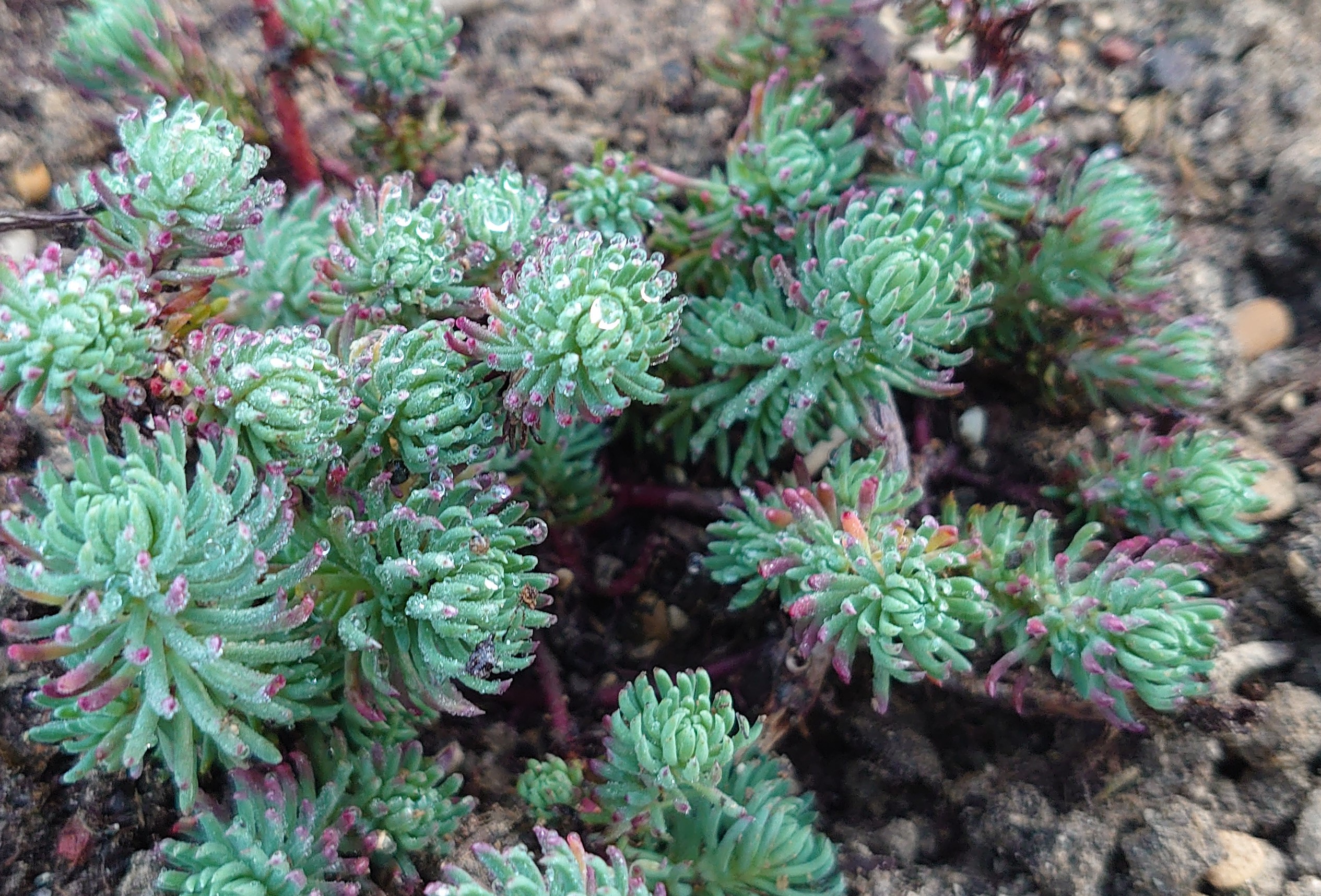 Passion Vivaces Sedum forsterianum orpin godet fleurs jaunes