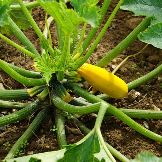 Bakker Potager Courgette Soleil F1 graine jaune sachet 10 graines