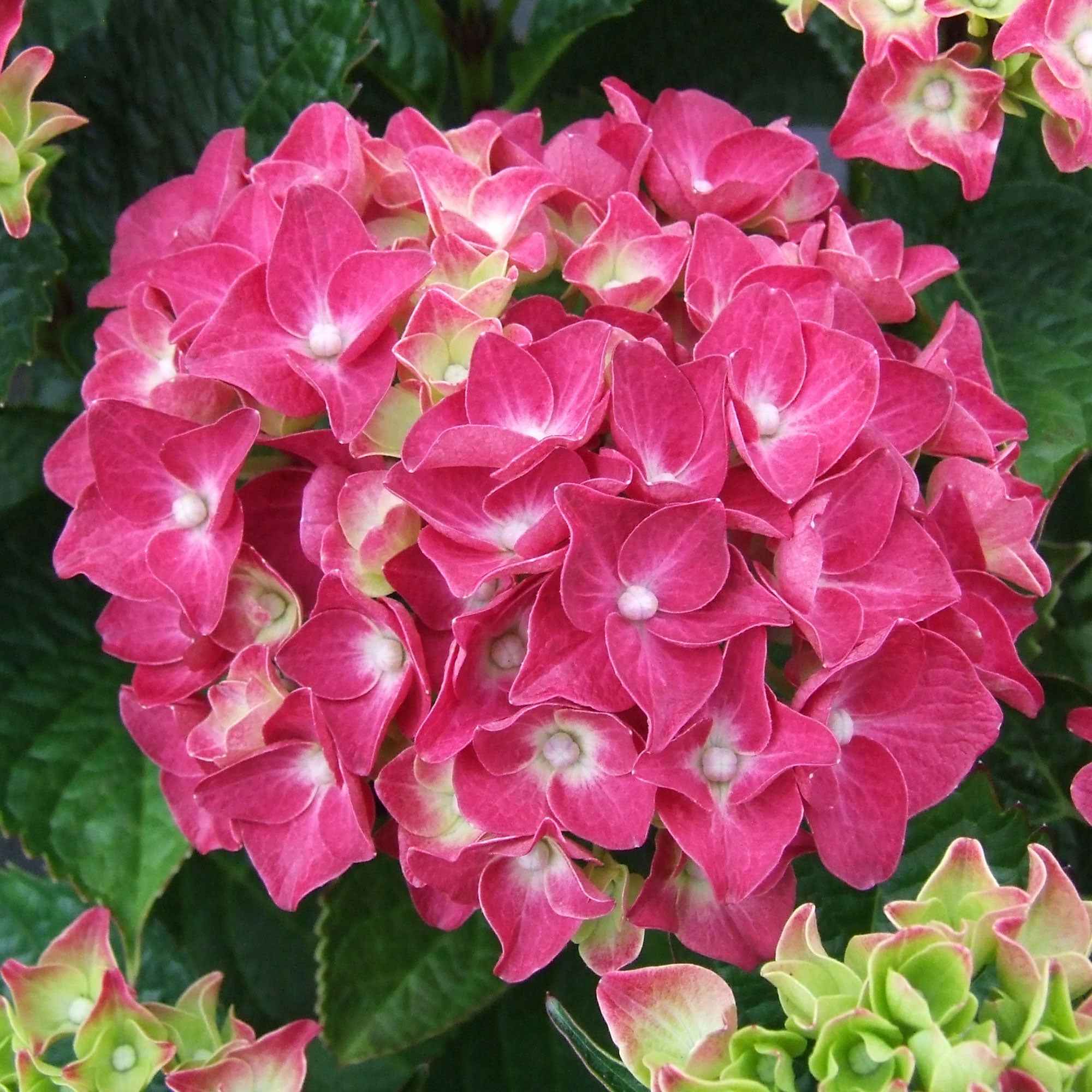 Bakker Hortensia rose arbuste pot 1,3L 15-20cm fleur rose
