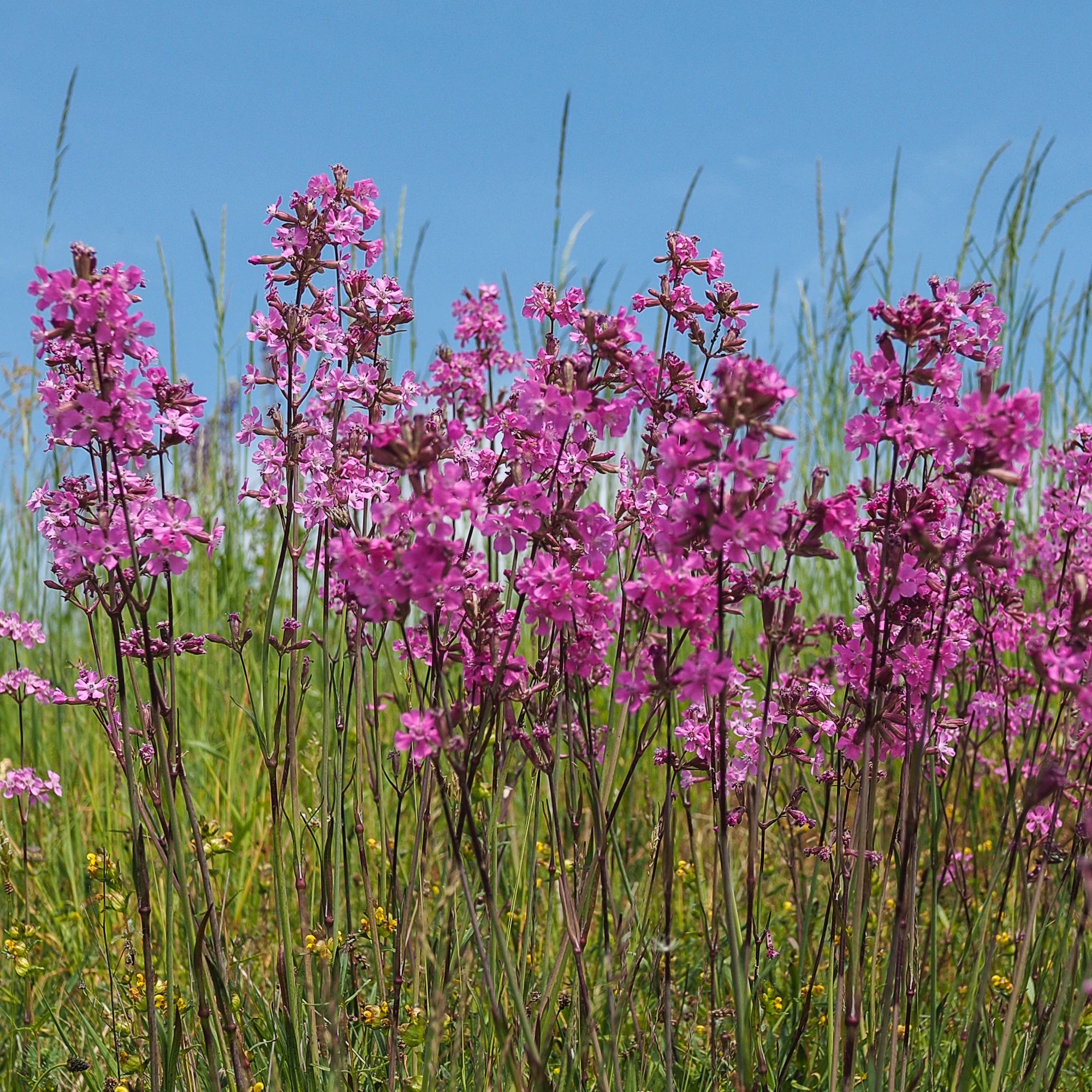 Bakker Massif Été Fleuri 18 plantes vivaces 2m²