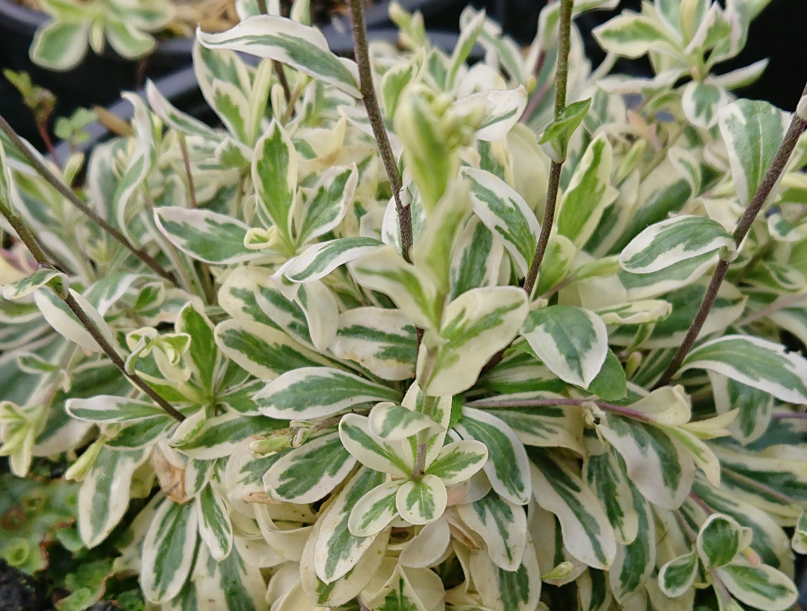 Passion Vivaces Arabis procurens Variegata plante vivace godet blanc
