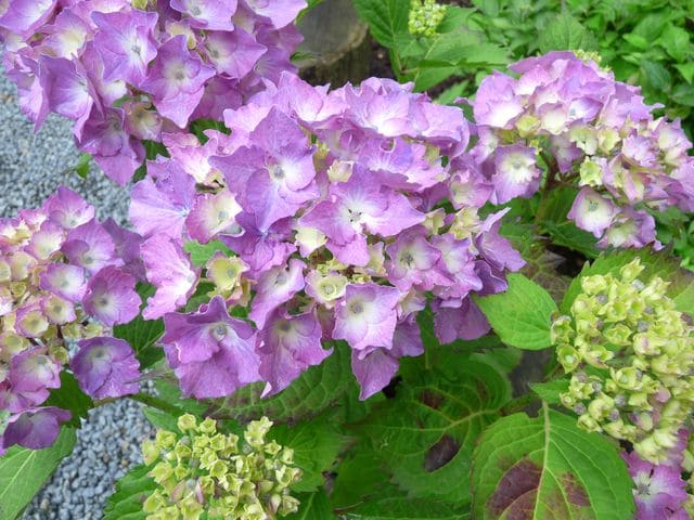 Les Hortensias du Haut Bois Ursula hortensia boule godet