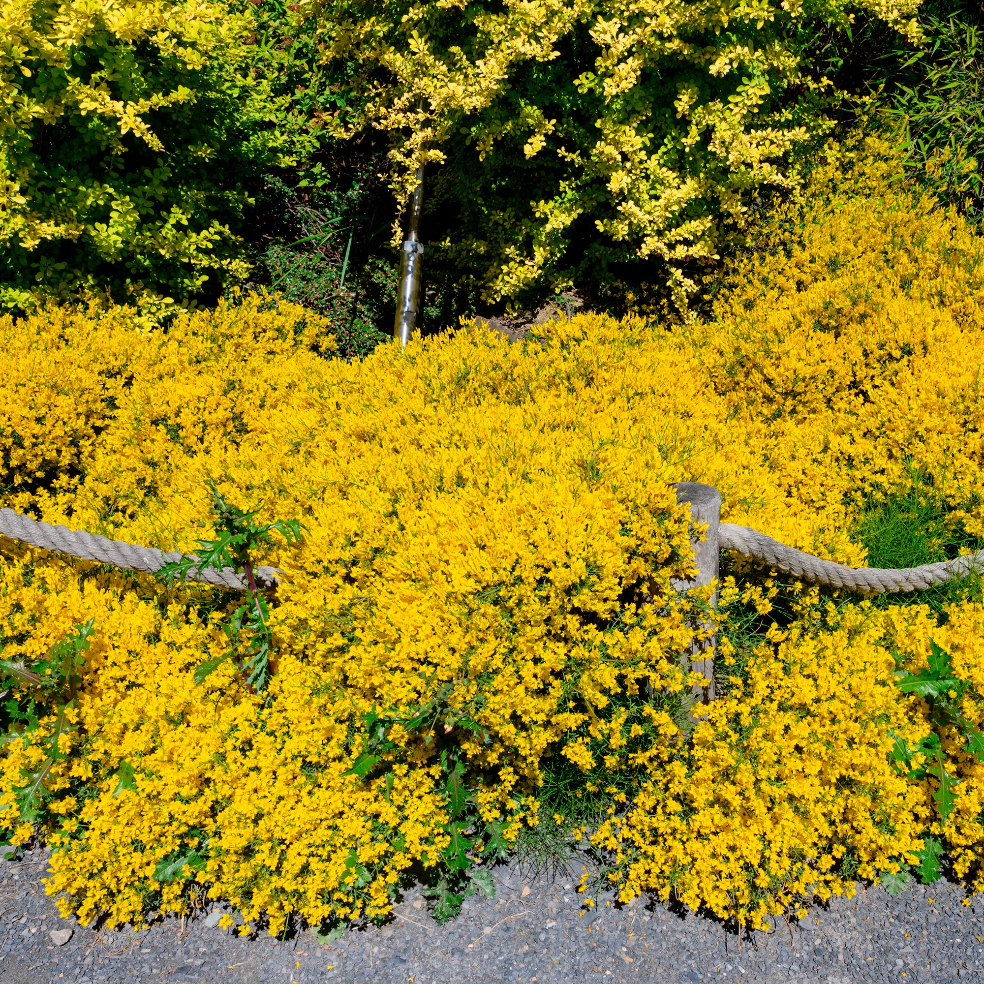 Bakker Genêt de Lydie arbuste pot Ø 9cm fleurs jaunes